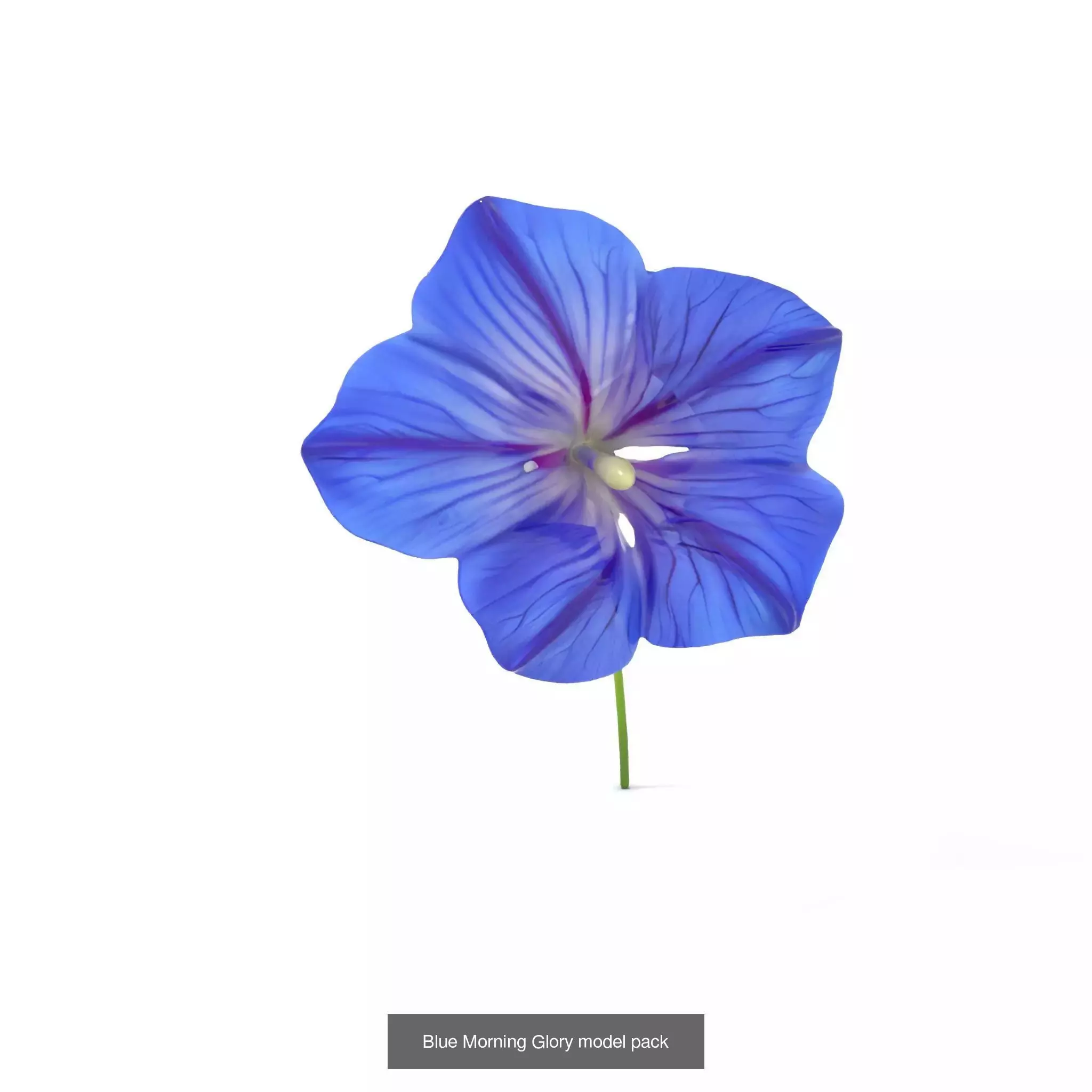 Exquisite Floral SideViews 3D Model Collection_72