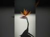 Exquisite Floral SideViews 3D Model Collection_8