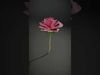 Exquisite Floral SideViews 3D Model Collection_22