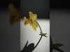 Exquisite Floral SideViews 3D Model Collection_26