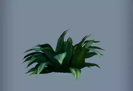 Green leafy houseplant 3D Model