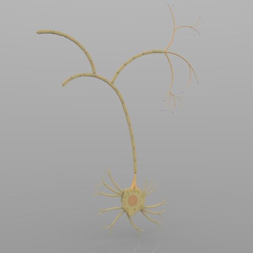 Nerve Cells 3D model