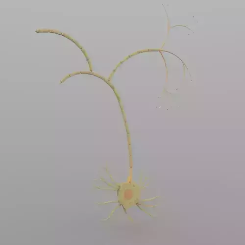 Nerve Cells 3D model