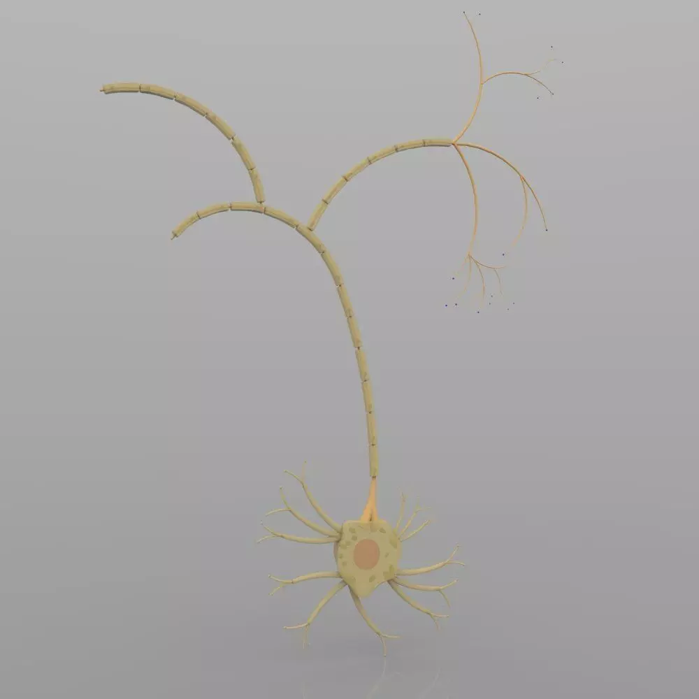 Nerve Cells 3D model_0
