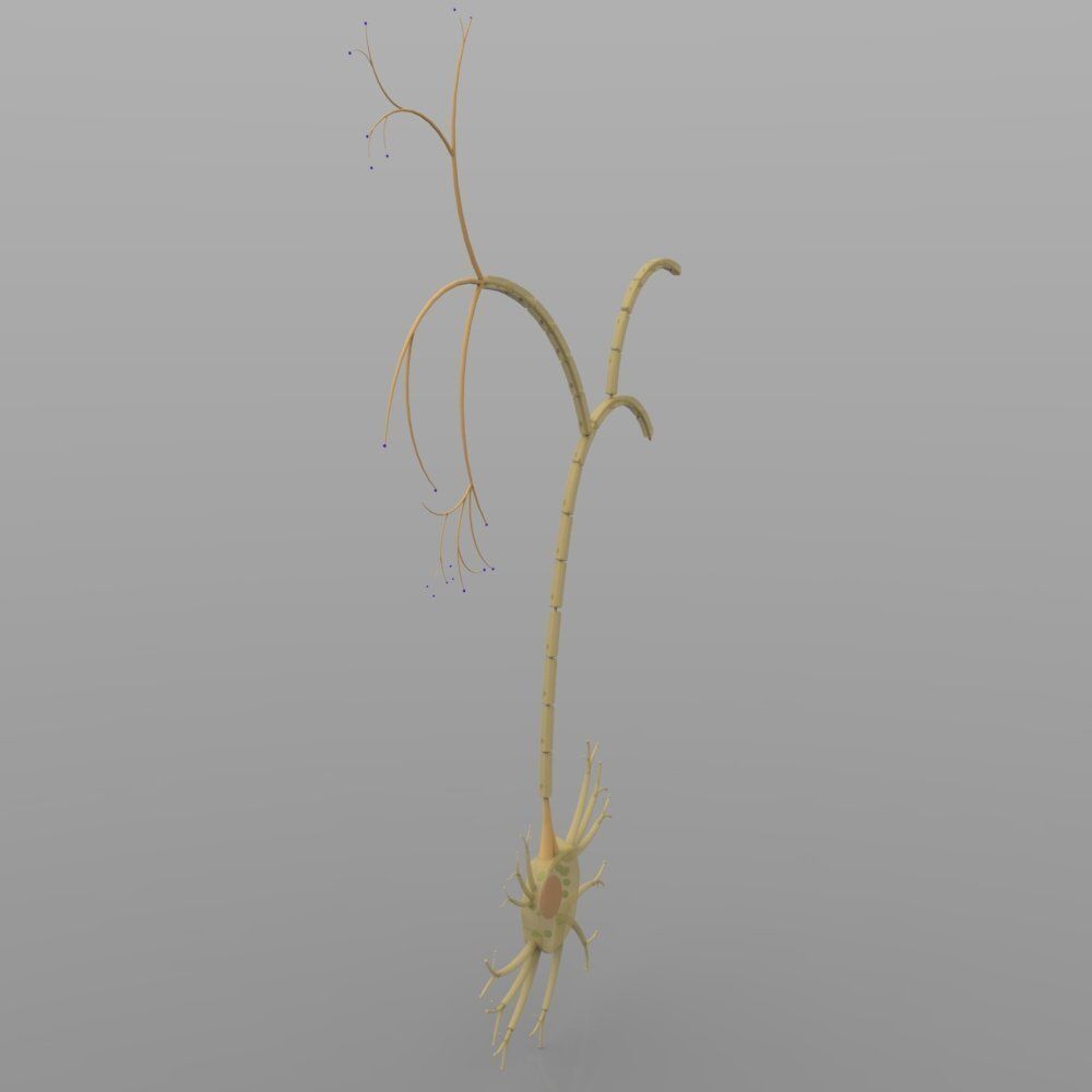 Nerve Cells 3D model_3