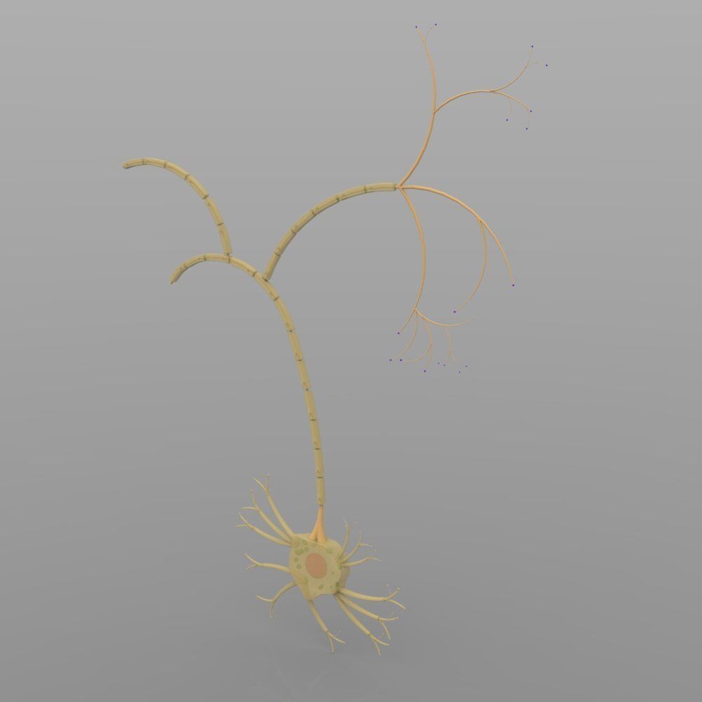 Nerve Cells 3D model_2
