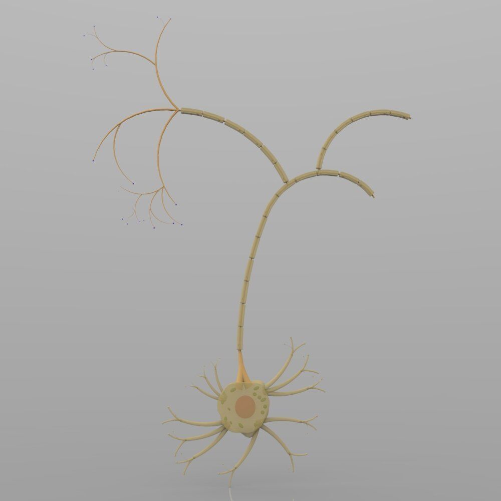 Nerve Cells 3D model_4