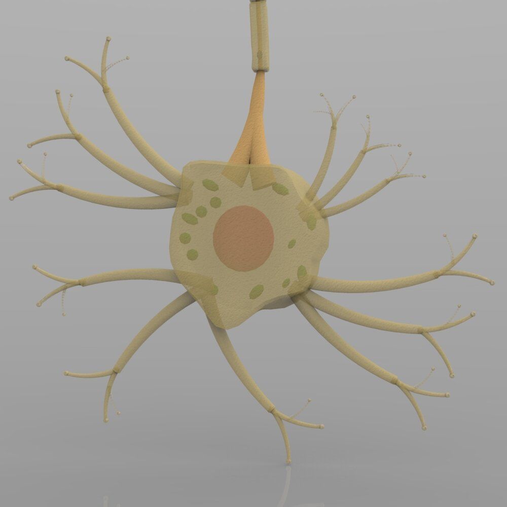 Nerve Cells 3D model_6