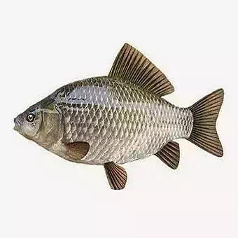 Ultra-Realistic Common Carp 3D Model Freshwater Fish Detailed Low-poly 3D model