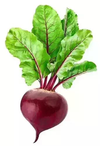 Ultra-Realistic Beetroot 3D Model Red Root with Green Leaves