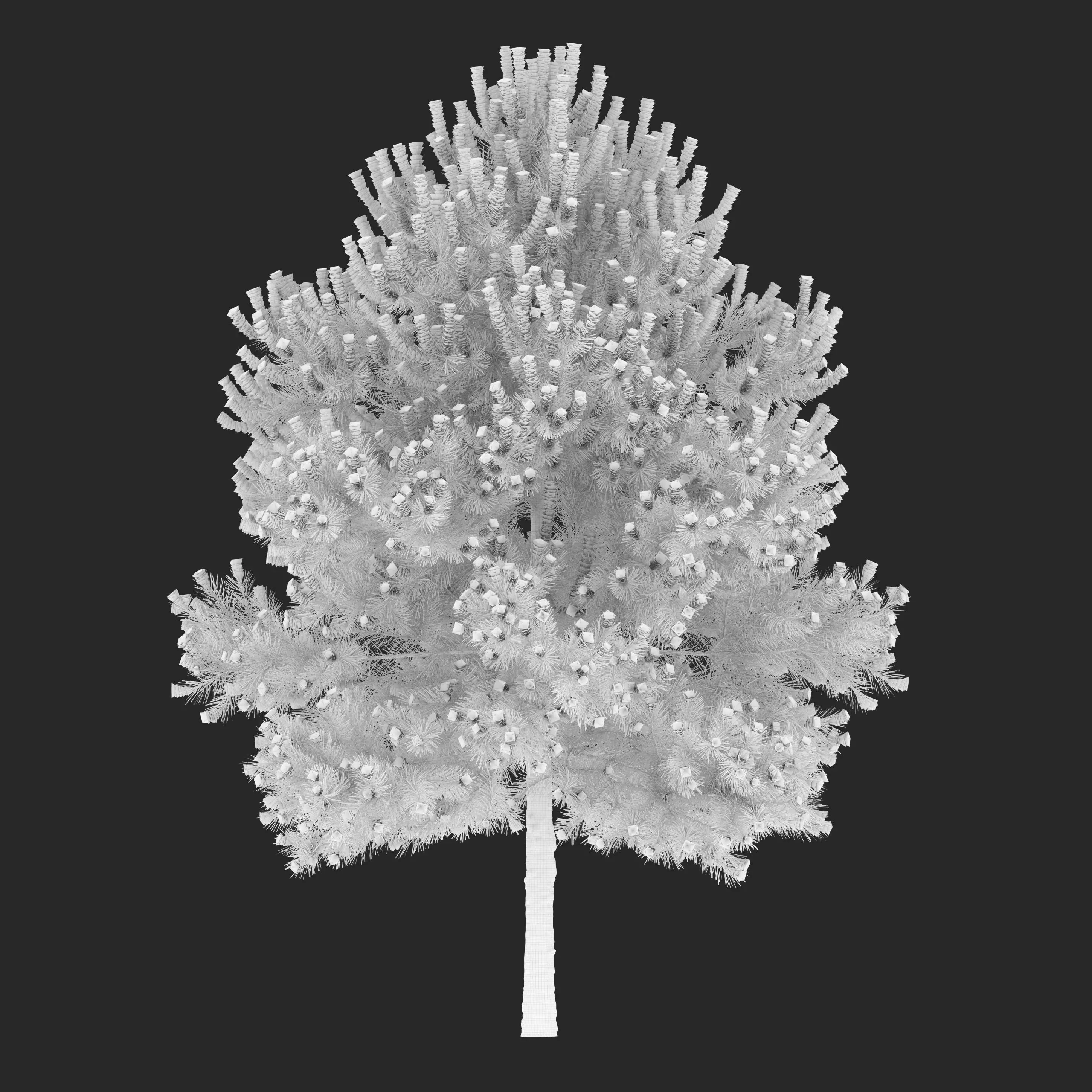 Pinus Nigra 03 3D model_5