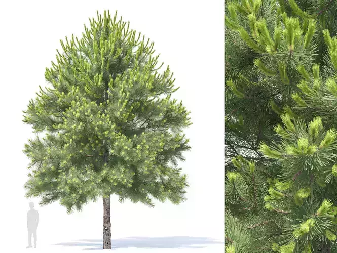 Pinus Nigra 03