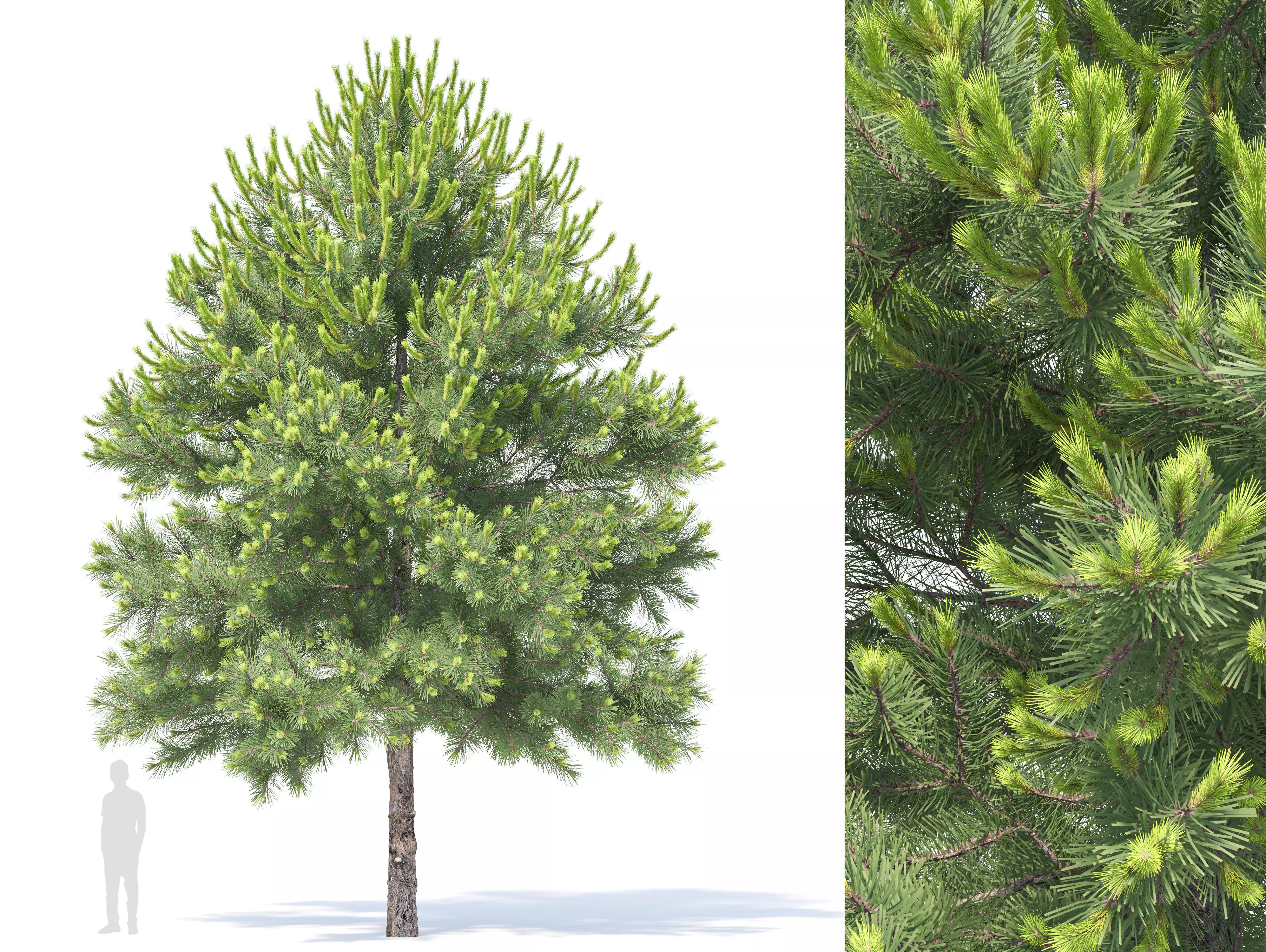 Pinus Nigra 03 3D model_0