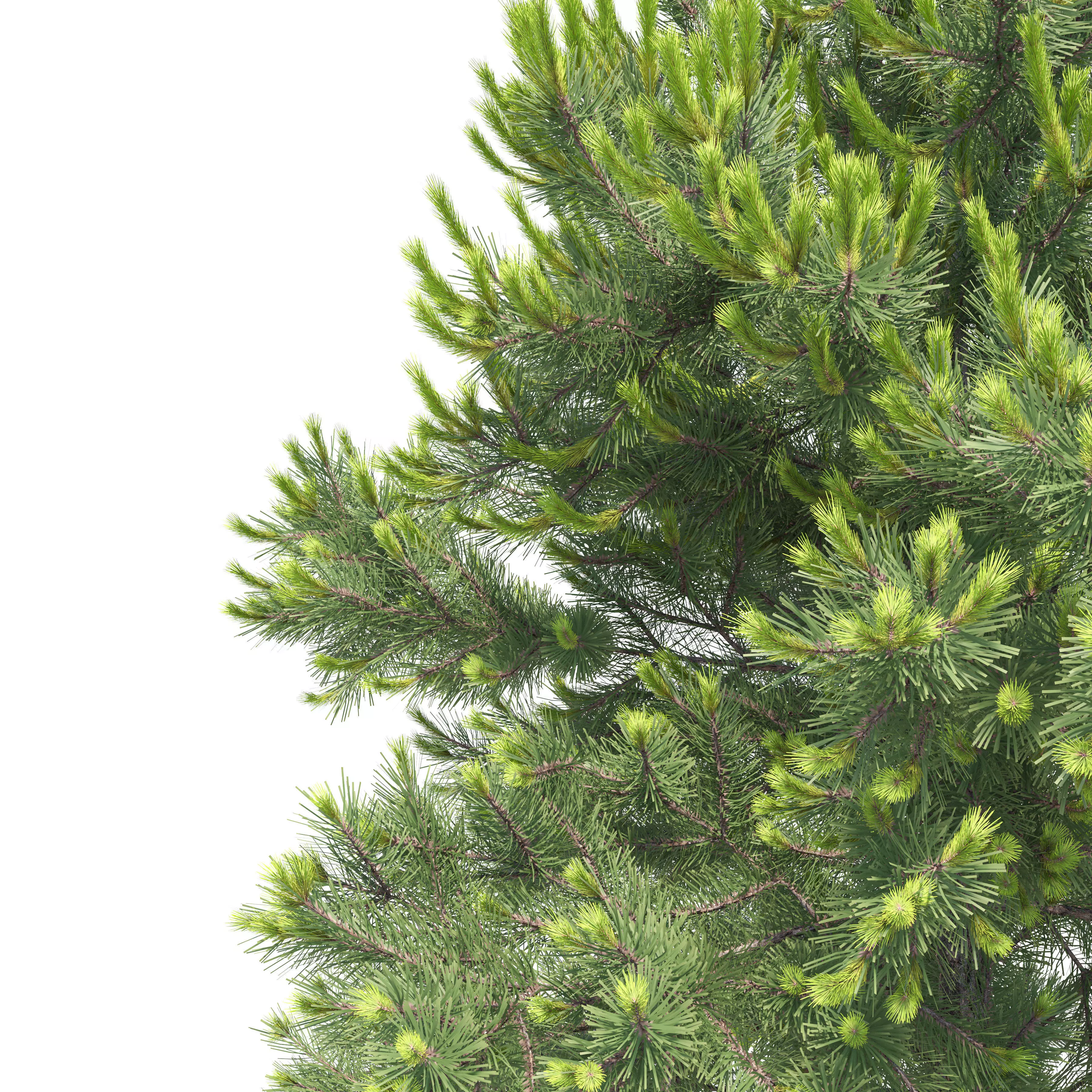 Pinus Nigra 03 3D model_3