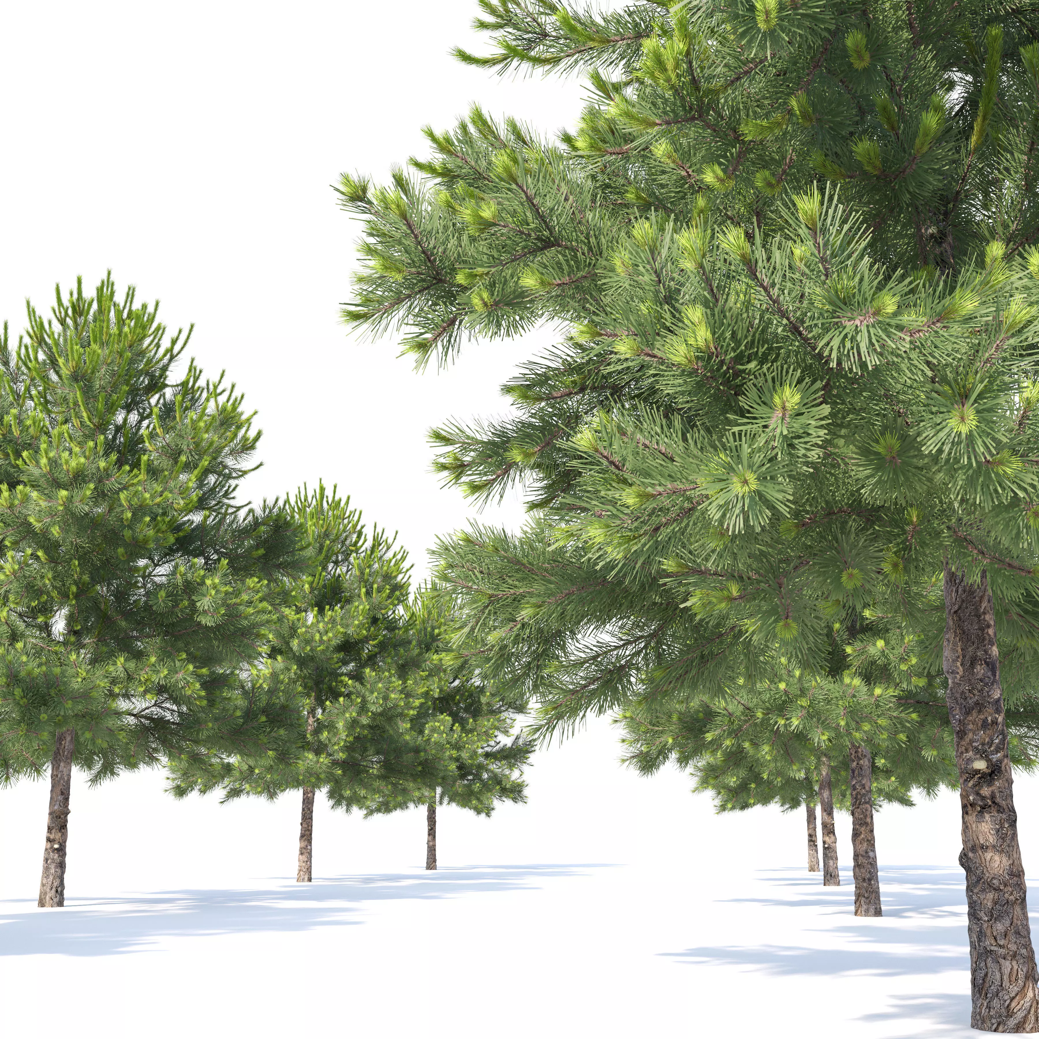 Pinus Nigra 03 3D model_4