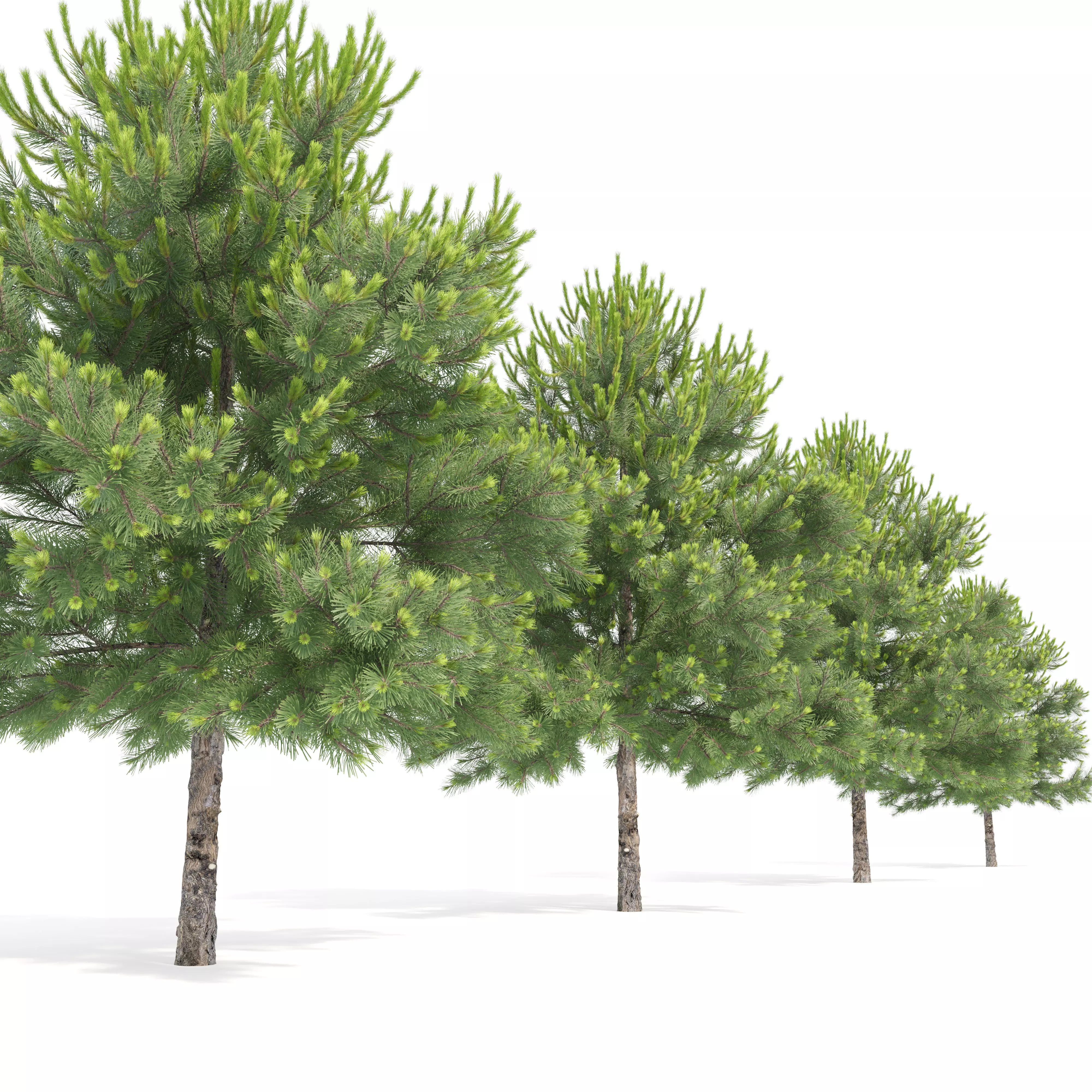 Pinus Nigra 03 3D model_2