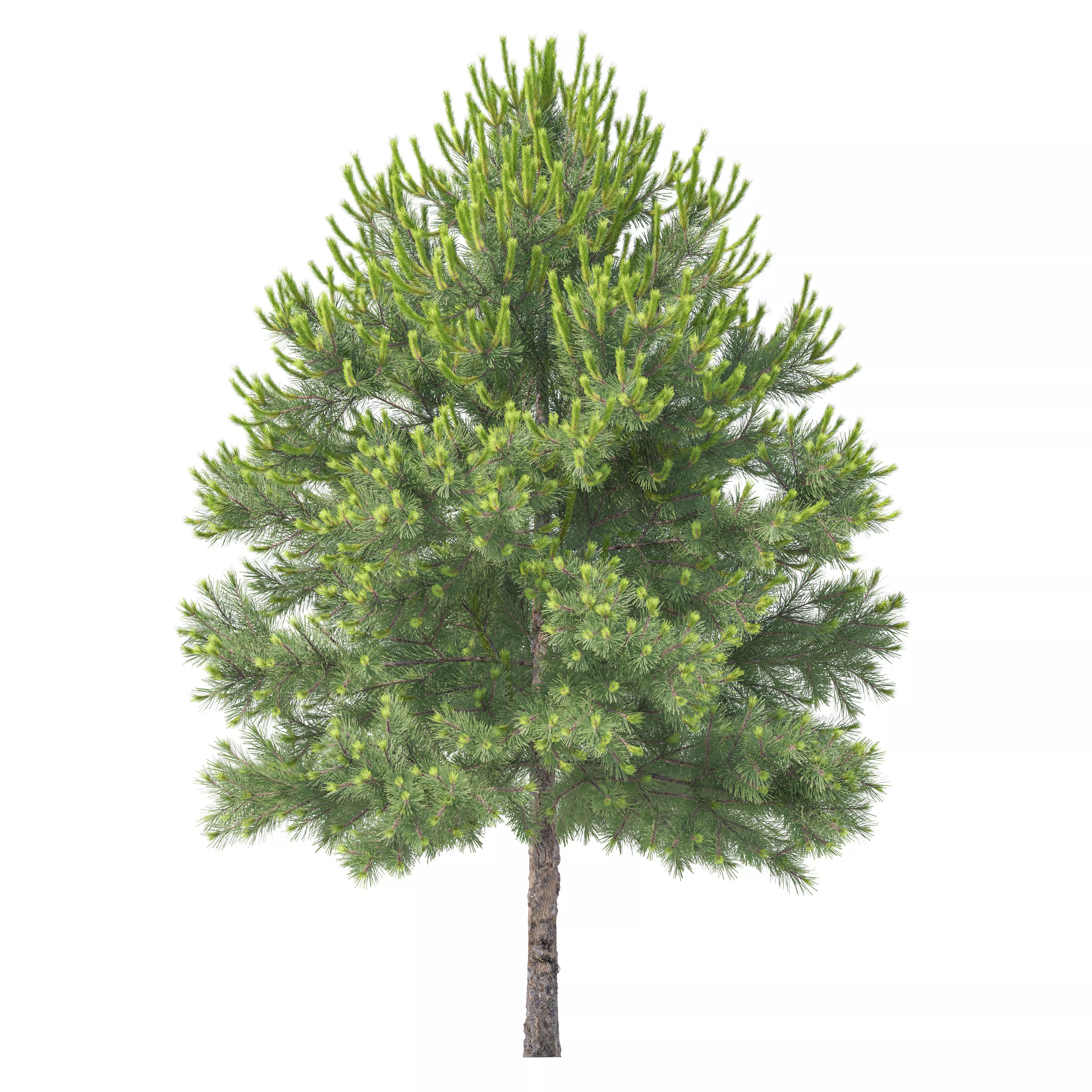 Pinus Nigra 03 3D model_1