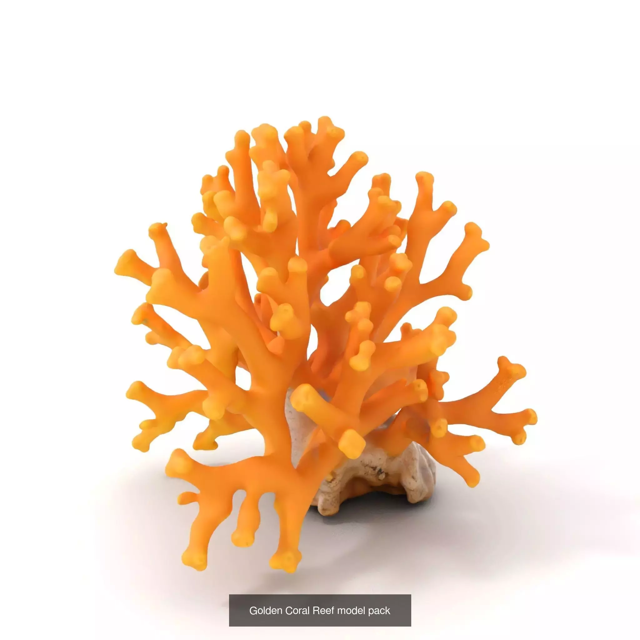 Exquisite Coral Wonders 3D Model Collection_36