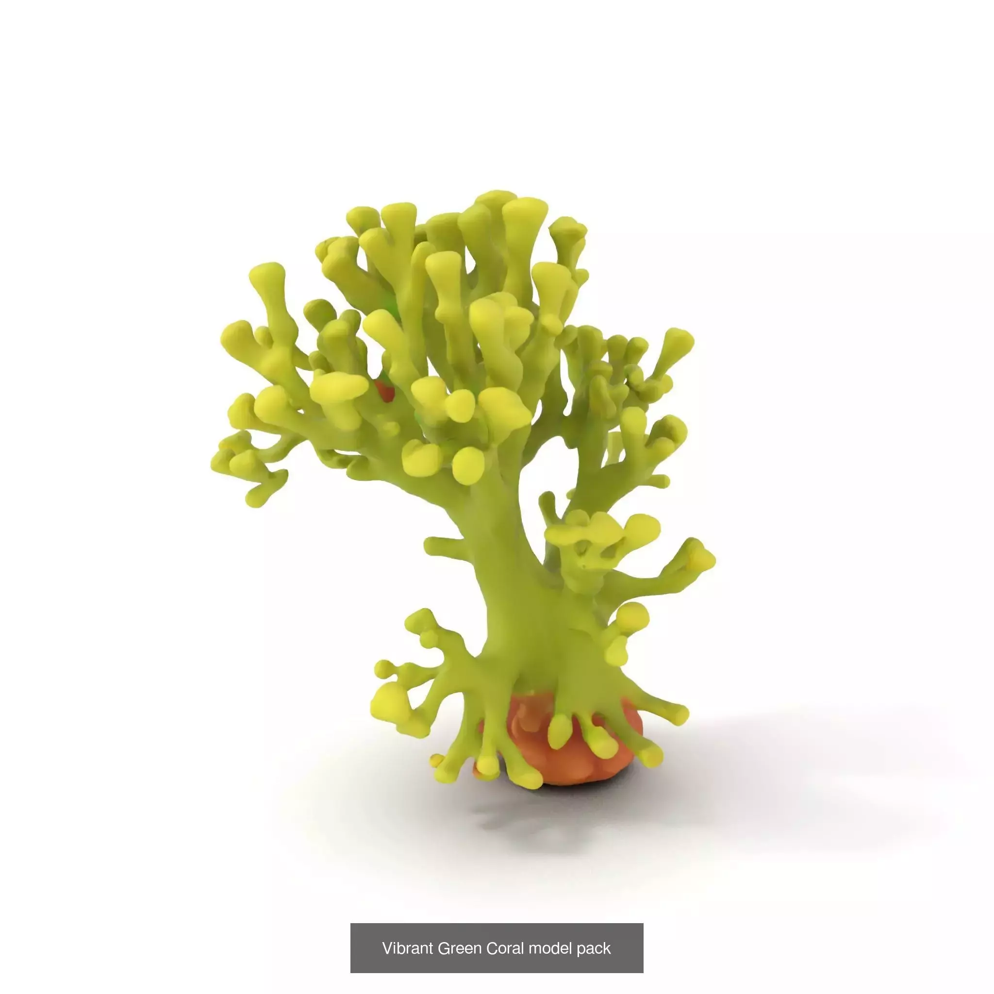 Exquisite Coral Wonders 3D Model Collection_32