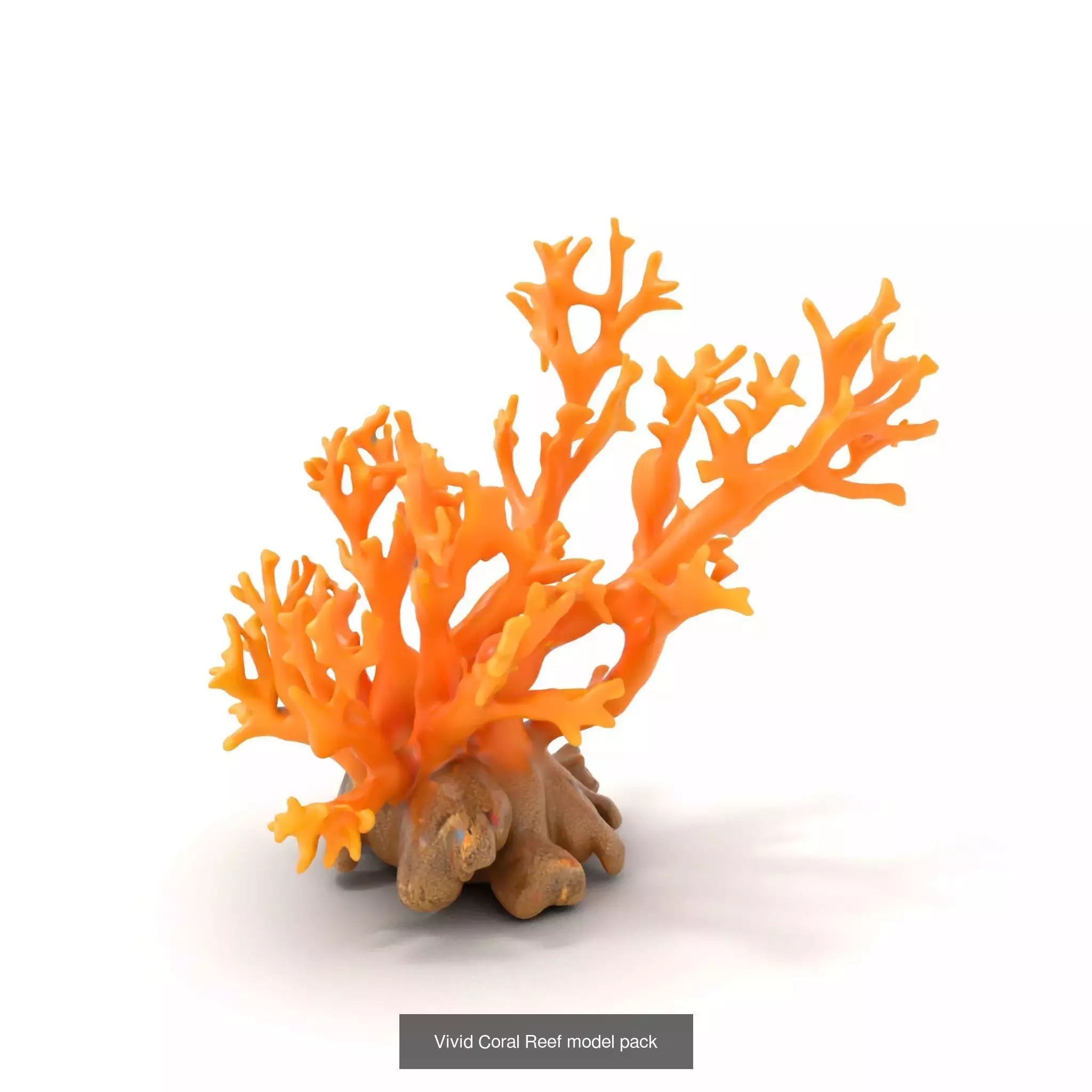 Exquisite Coral Wonders 3D Model Collection_44