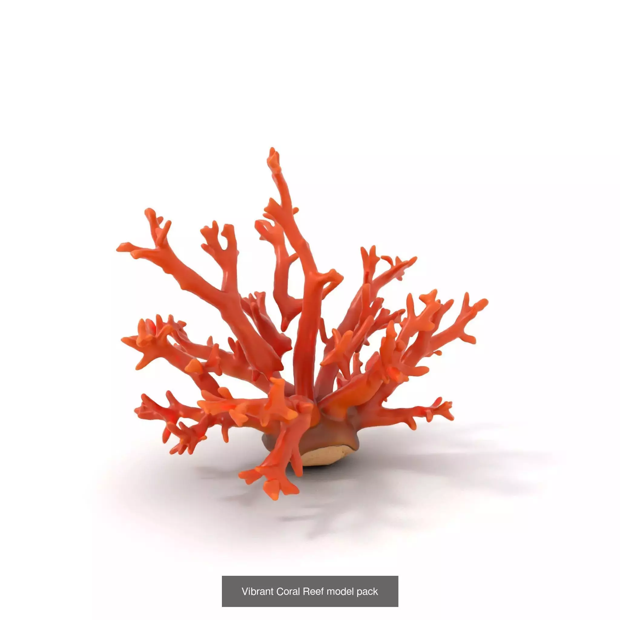 Exquisite Coral Wonders 3D Model Collection_42