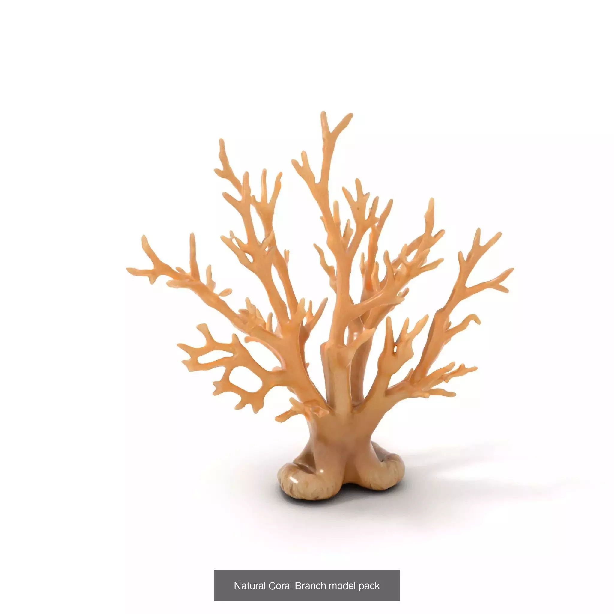 Exquisite Coral Wonders 3D Model Collection_33