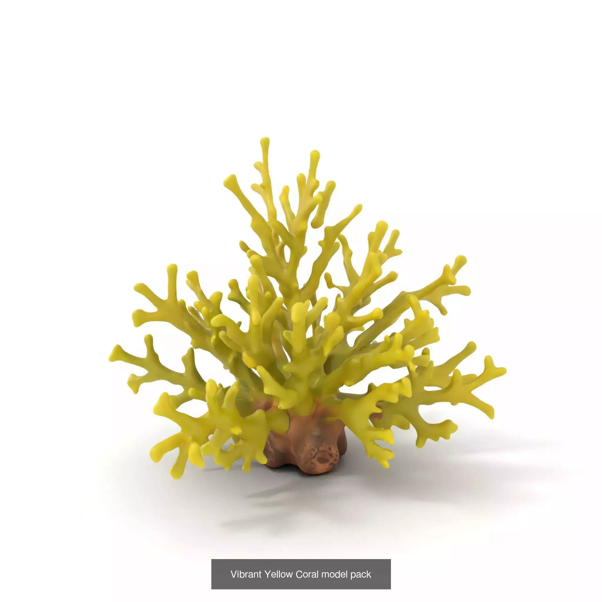 Exquisite Coral Wonders 3D Model Collection_47