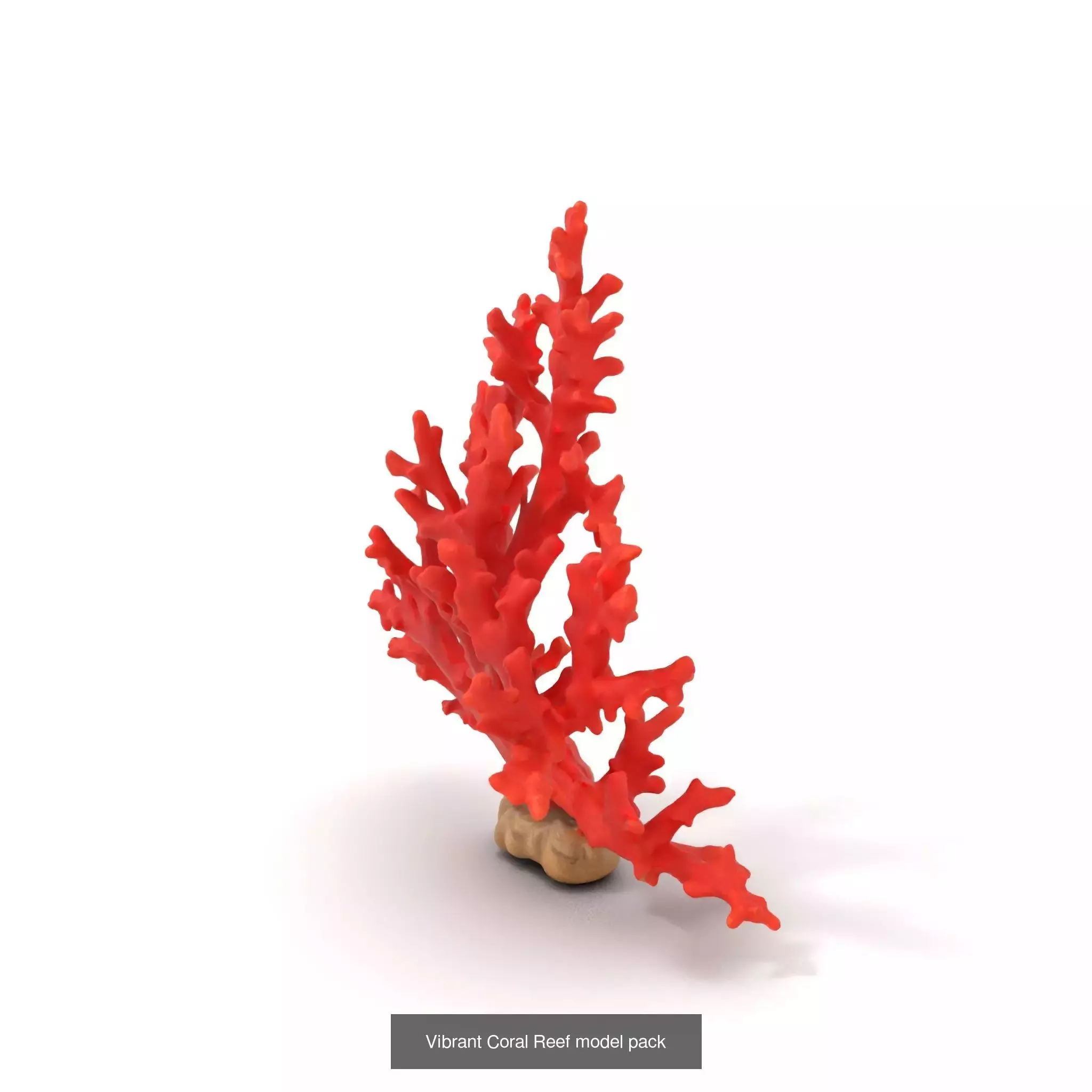 Exquisite Coral Wonders 3D Model Collection_51