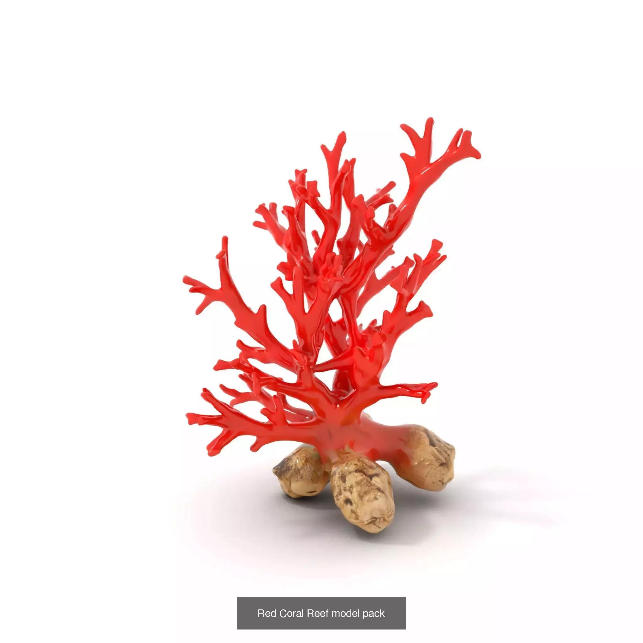 Exquisite Coral Wonders 3D Model Collection_50