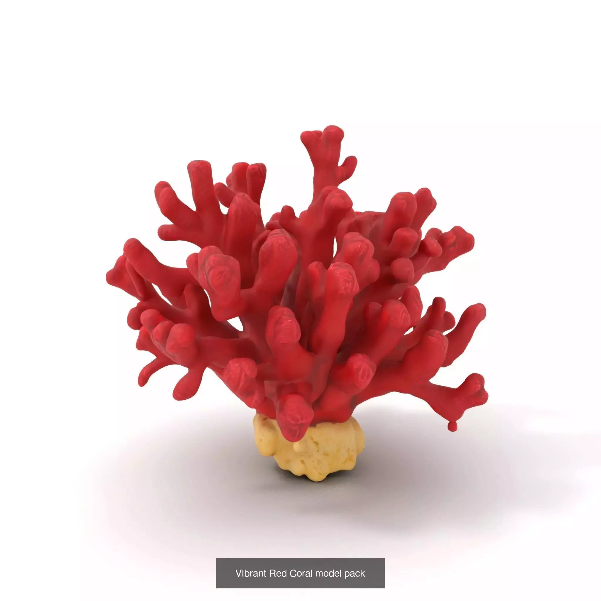 Exquisite Coral Wonders 3D Model Collection_31
