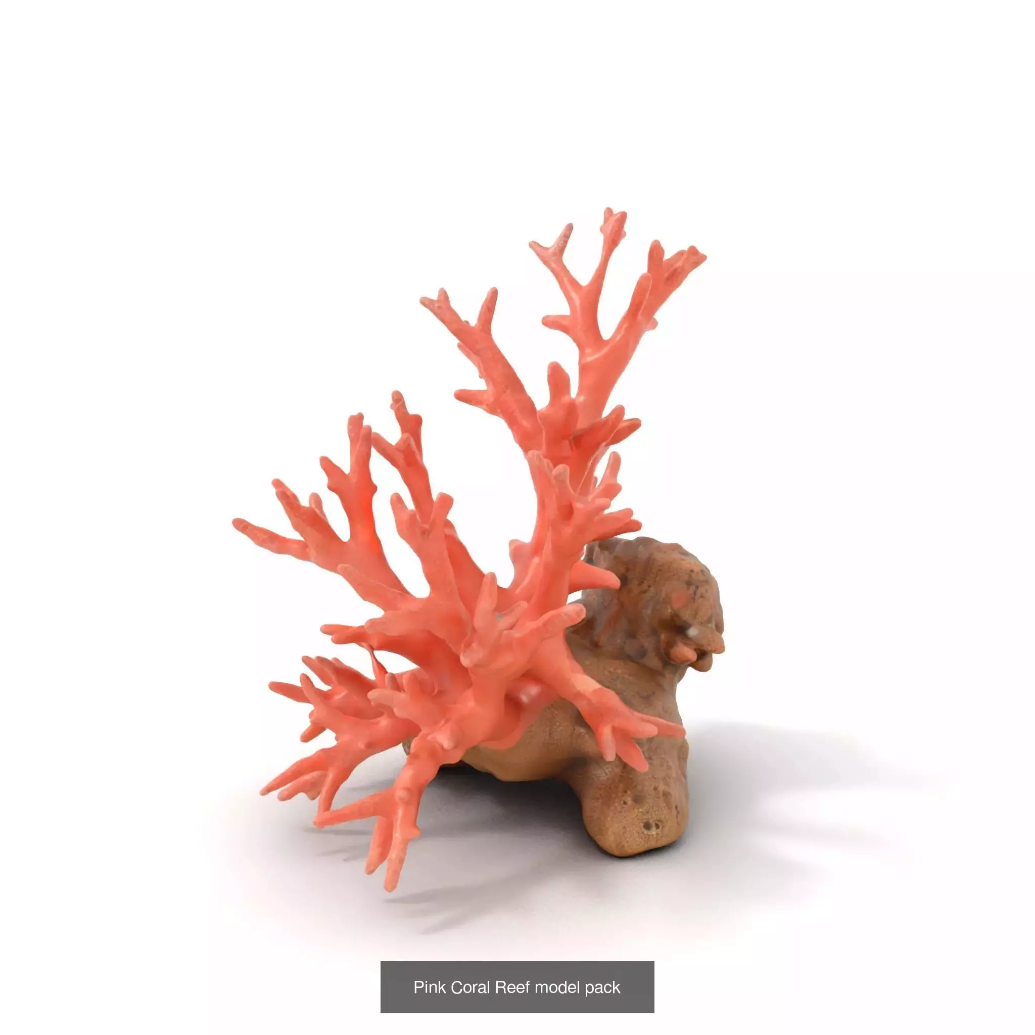 Exquisite Coral Wonders 3D Model Collection_39