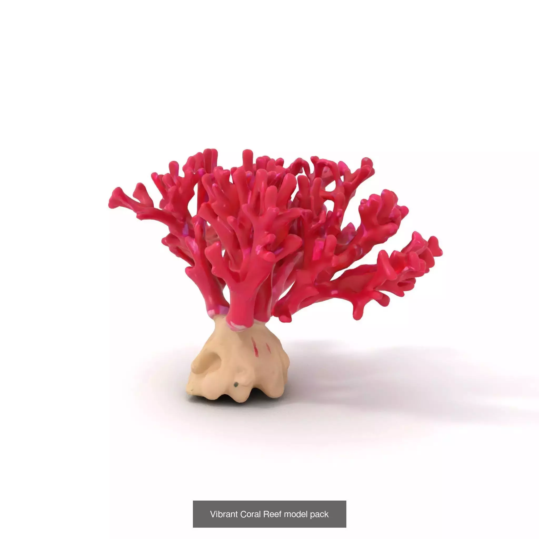 Exquisite Coral Wonders 3D Model Collection_52