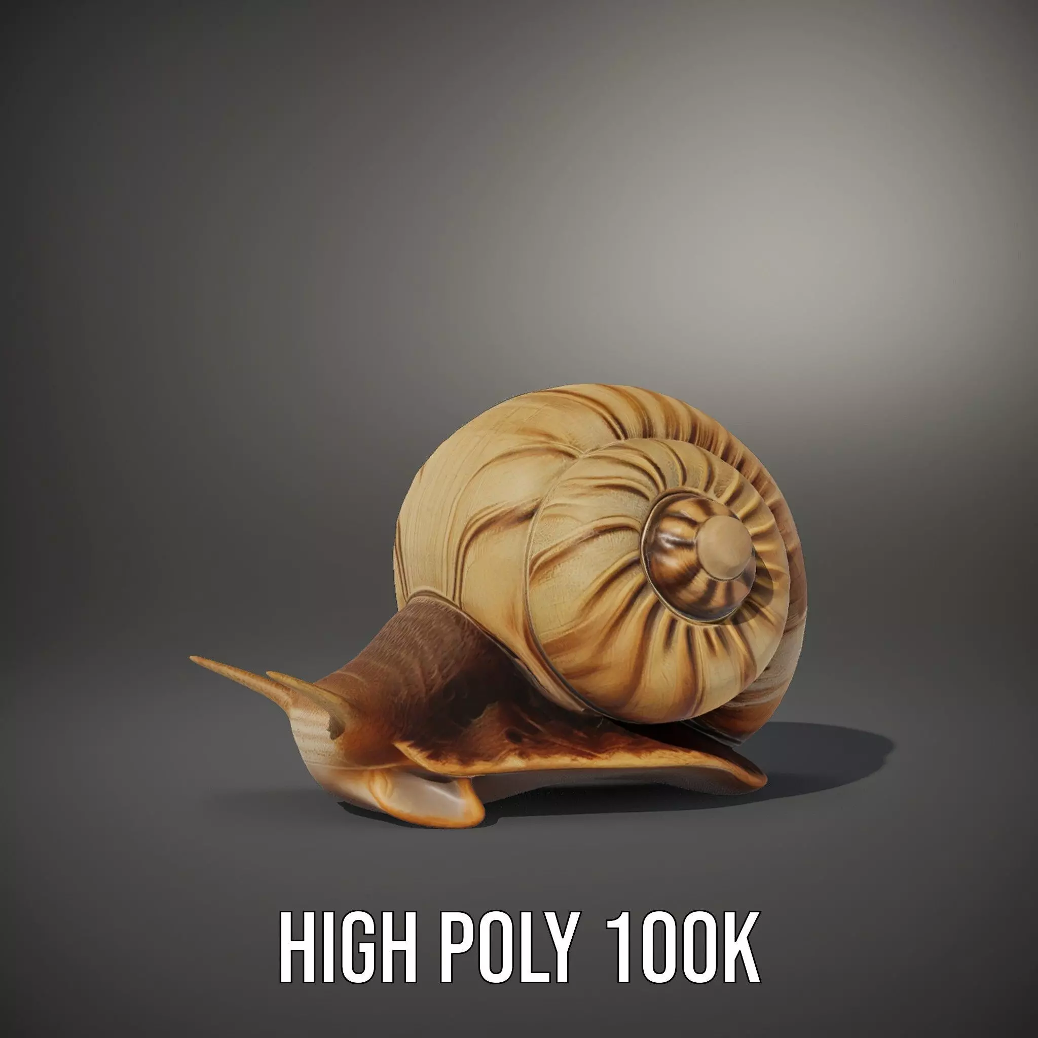 Natural Snail Shell model pack Low-poly 3D model_11