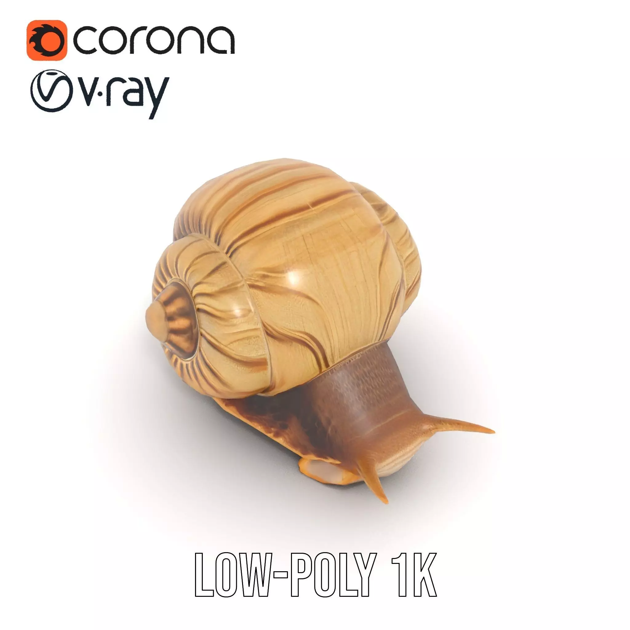 Natural Snail Shell model pack Low-poly 3D model_24