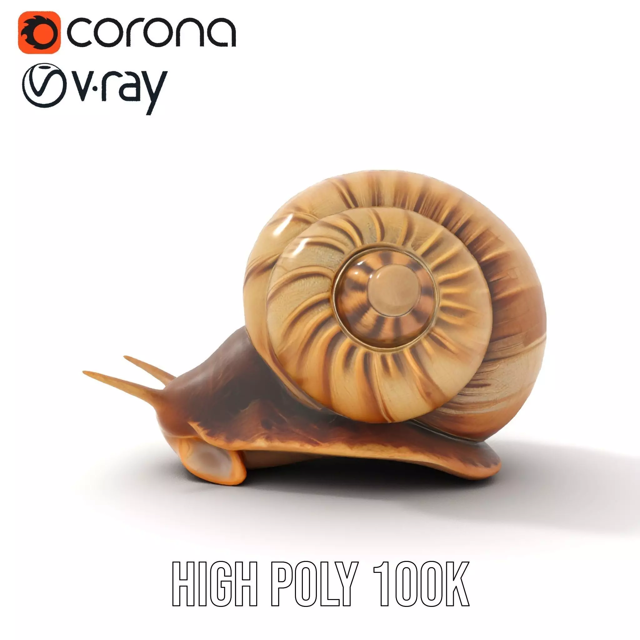 Natural Snail Shell model pack Low-poly 3D model_27