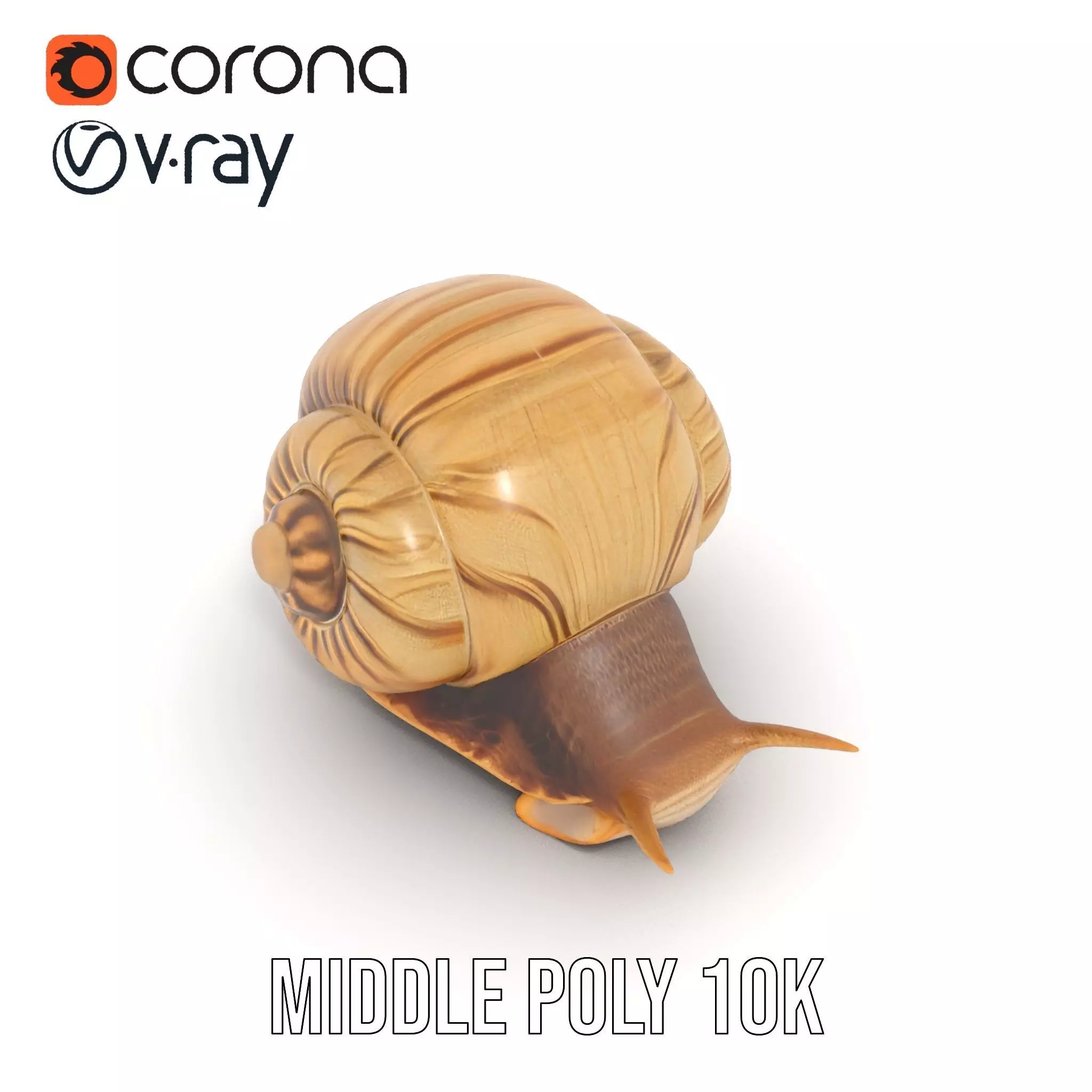 Natural Snail Shell model pack Low-poly 3D model_6