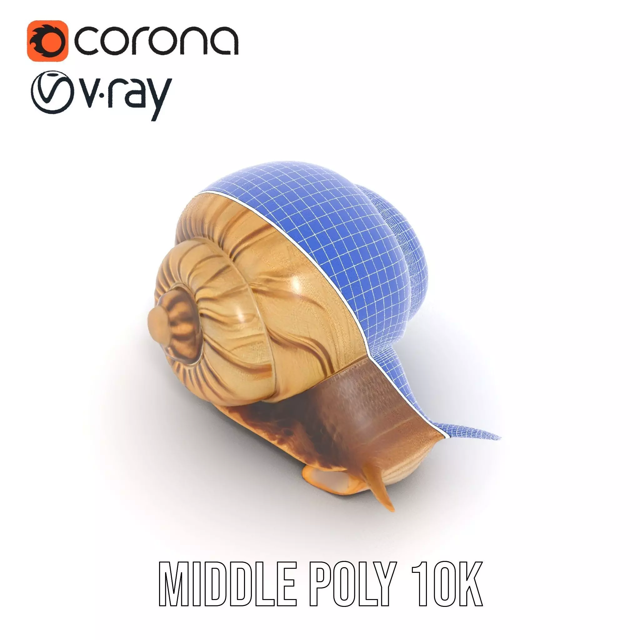 Natural Snail Shell model pack Low-poly 3D model_20