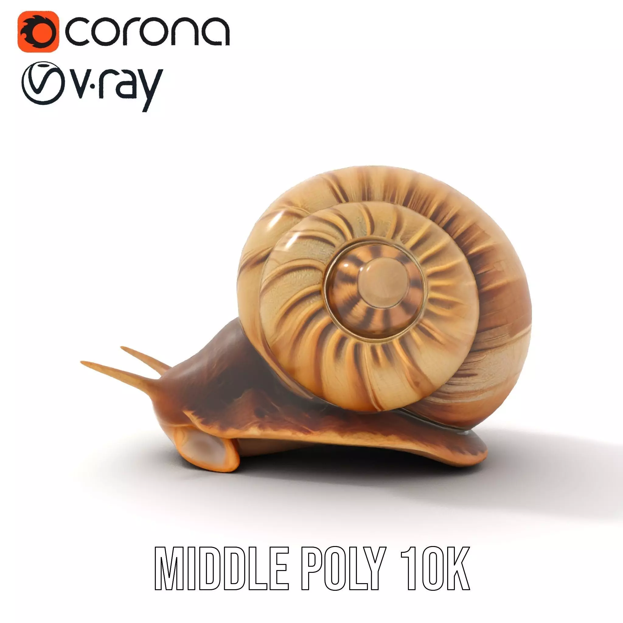Natural Snail Shell model pack Low-poly 3D model_17