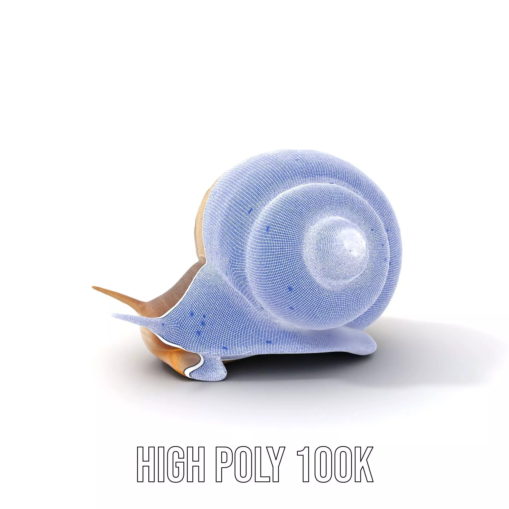 Natural Snail Shell model pack Low-poly 3D model_5