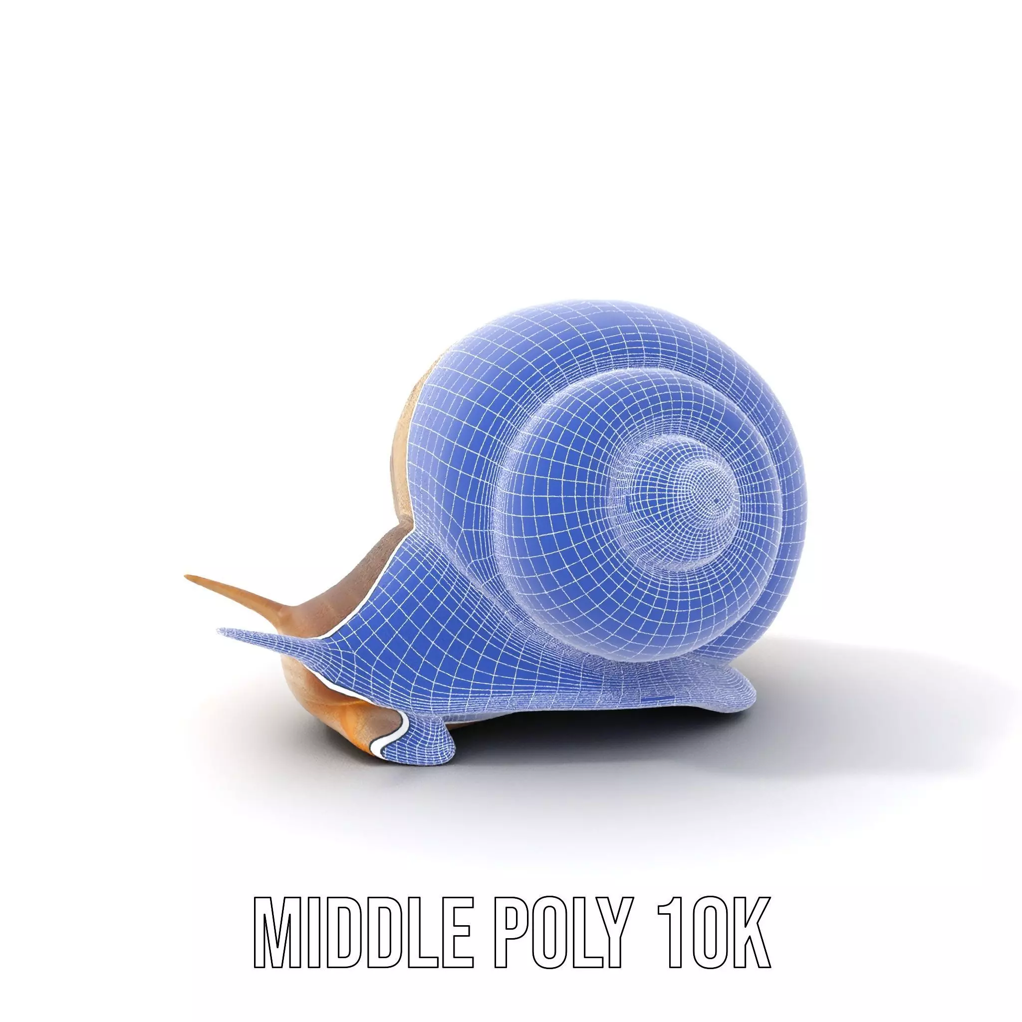 Natural Snail Shell model pack Low-poly 3D model_28