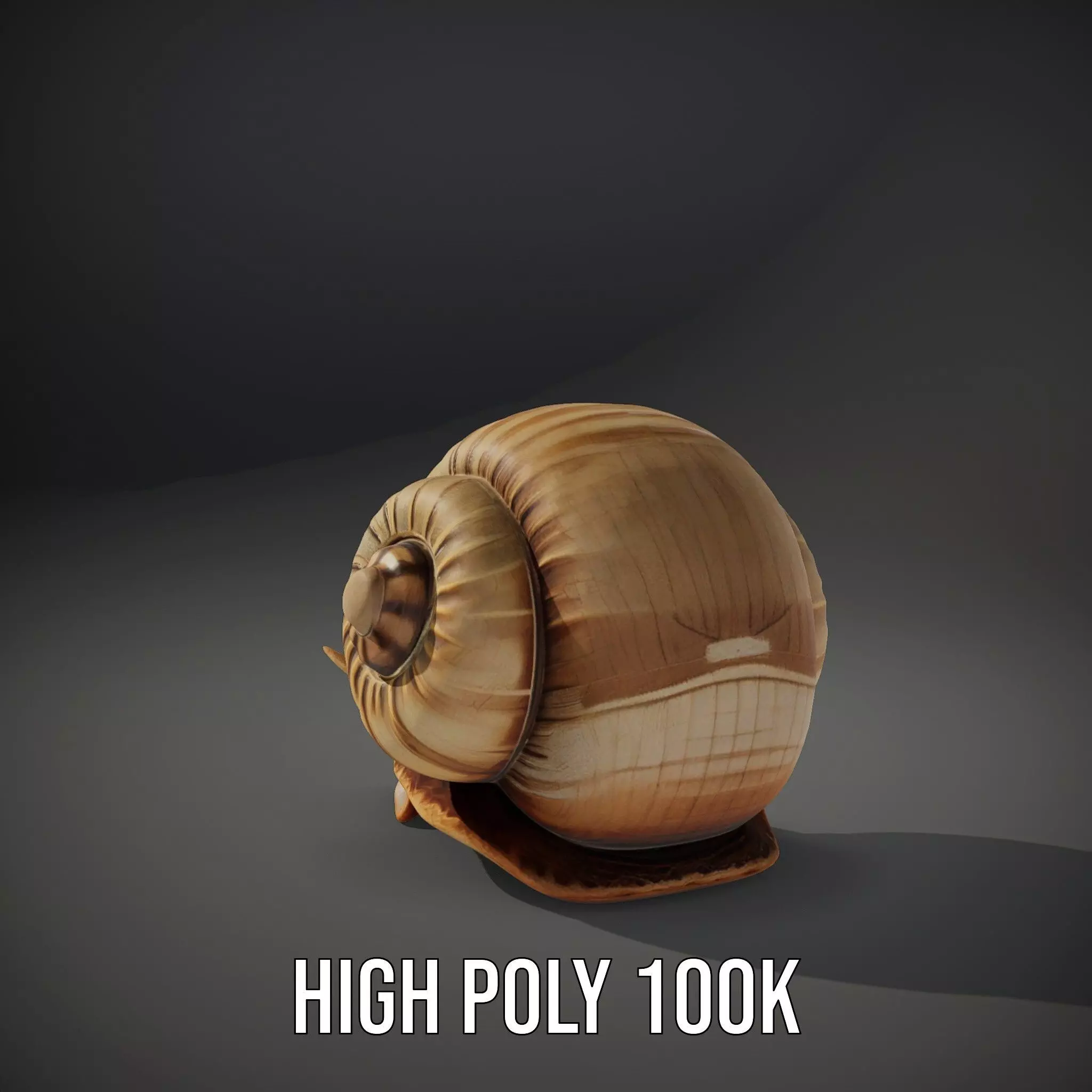 Natural Snail Shell model pack Low-poly 3D model_9