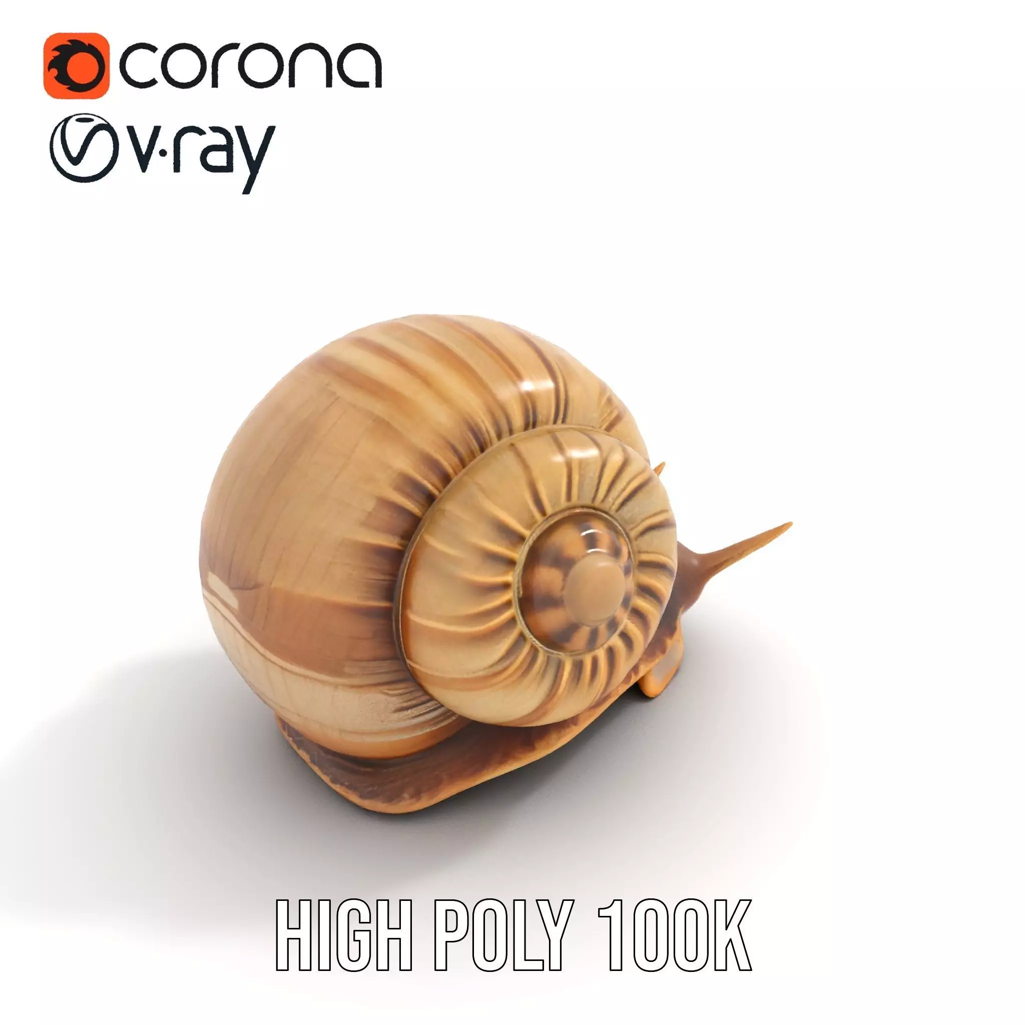 Natural Snail Shell model pack Low-poly 3D model_16