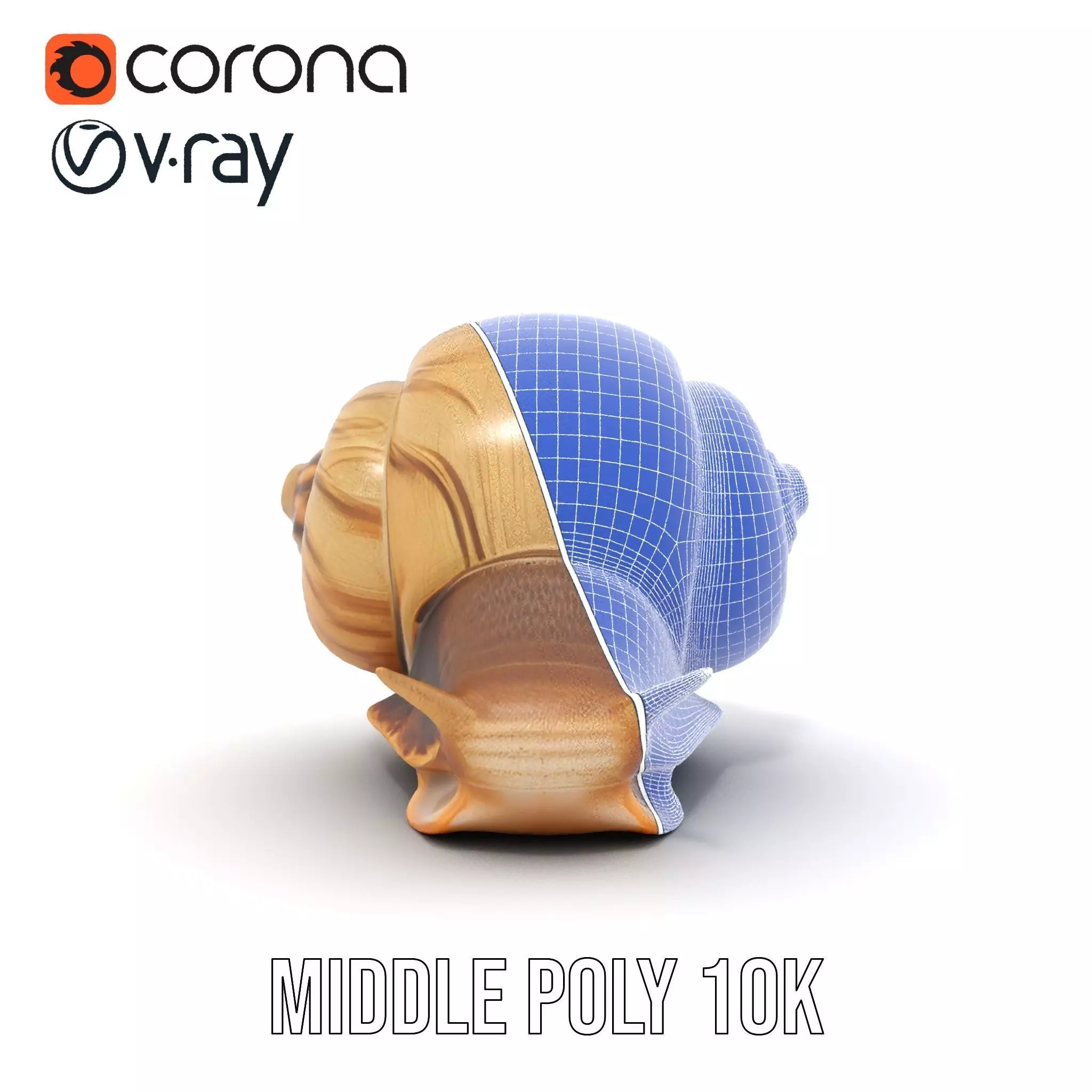 Natural Snail Shell model pack Low-poly 3D model_25