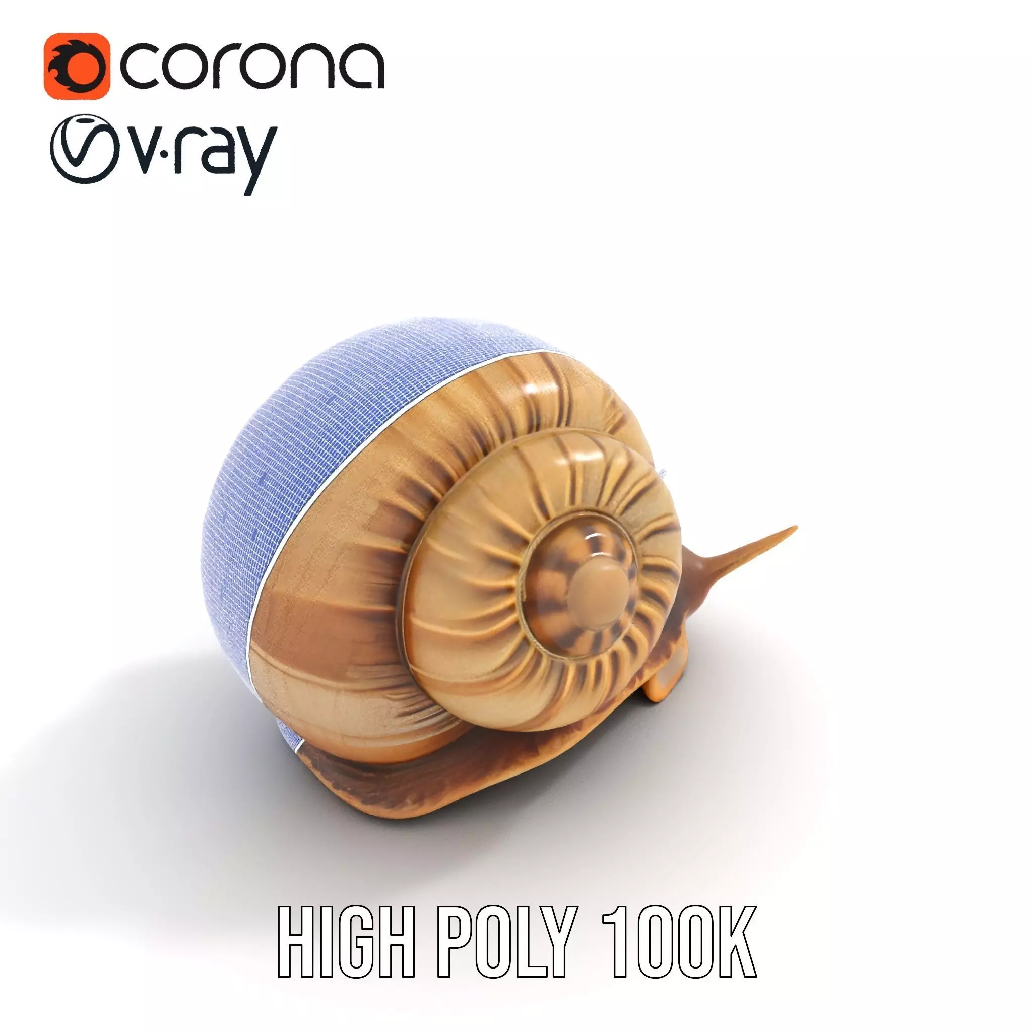 Natural Snail Shell model pack Low-poly 3D model_35