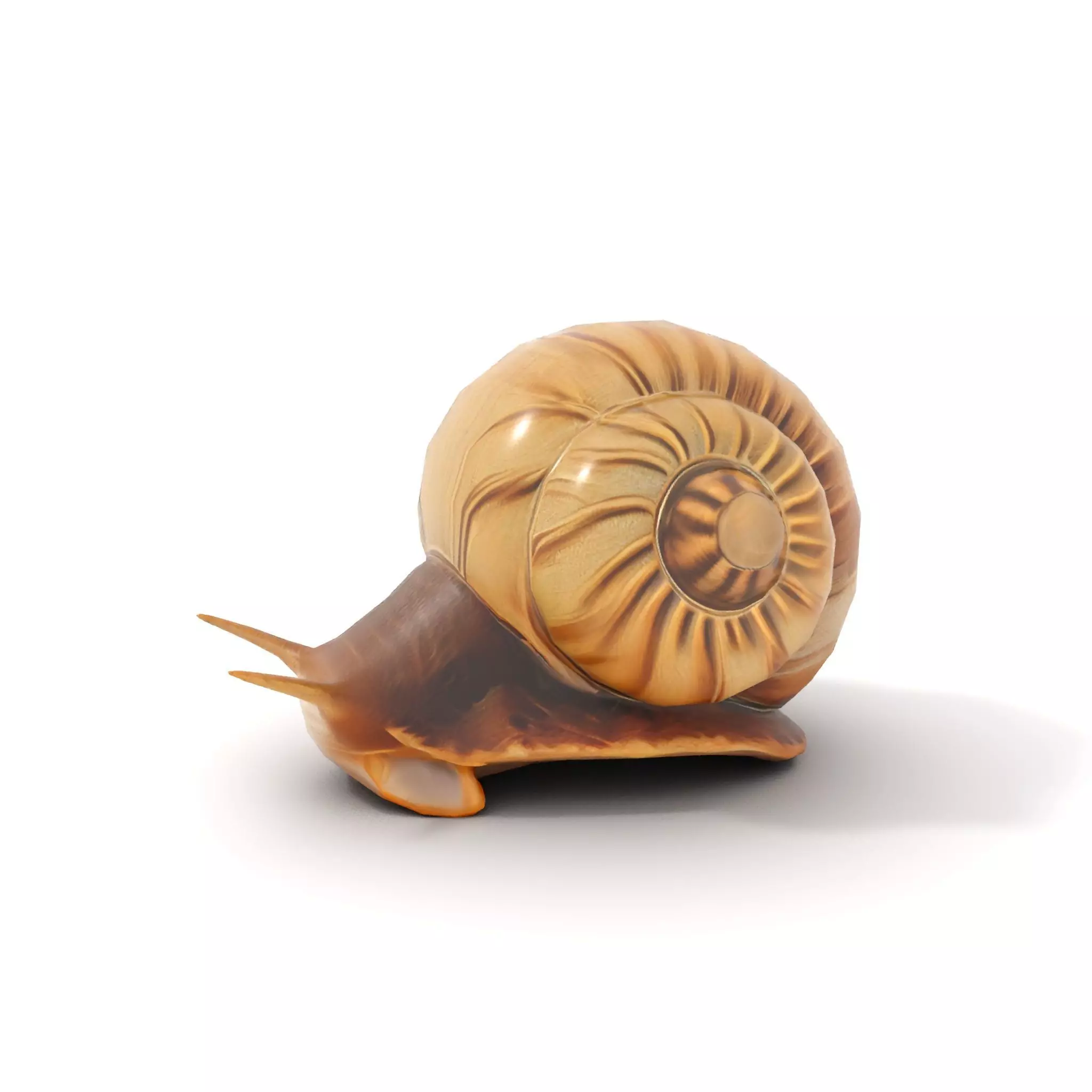 Natural Snail Shell model pack Low-poly 3D model_8