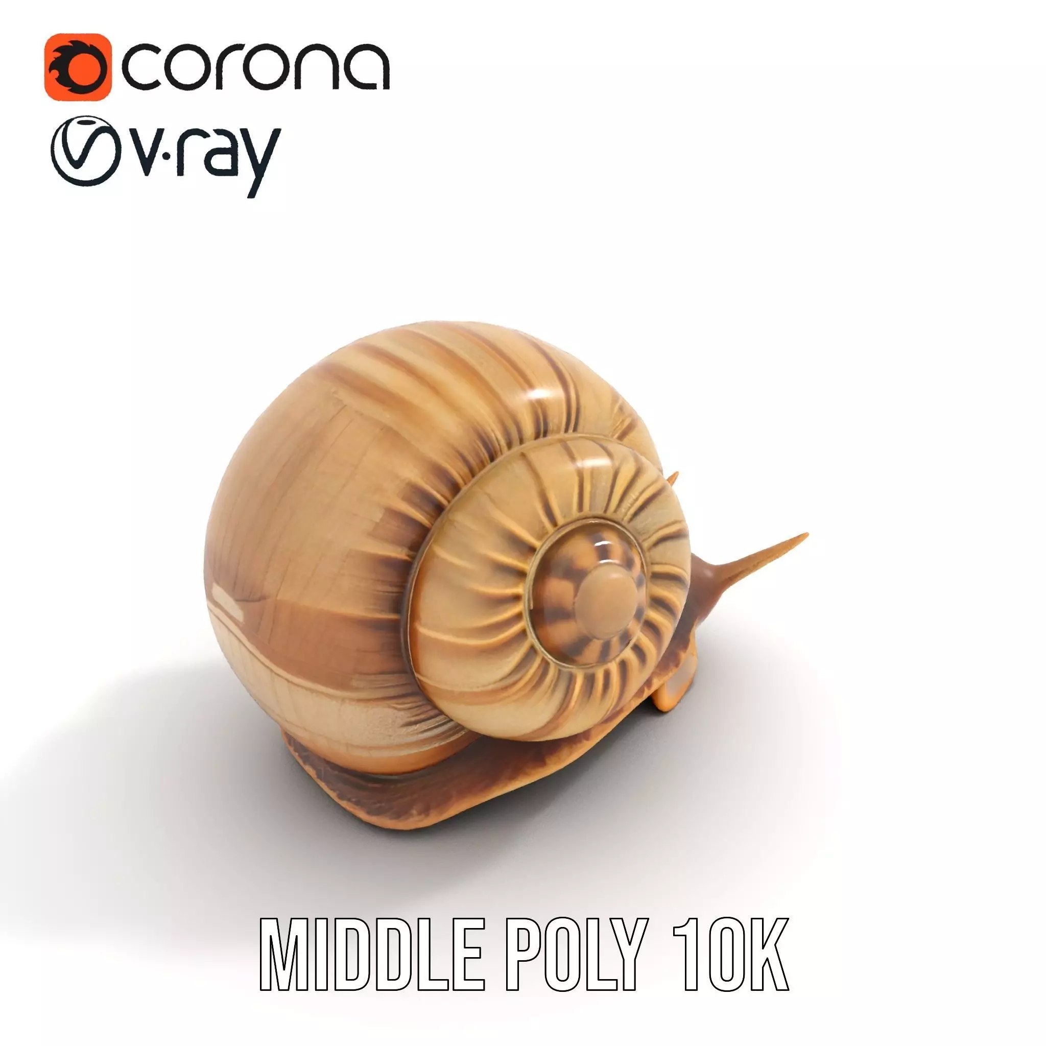 Natural Snail Shell model pack Low-poly 3D model_7