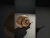 Natural Snail Shell model pack Low-poly 3D model_2