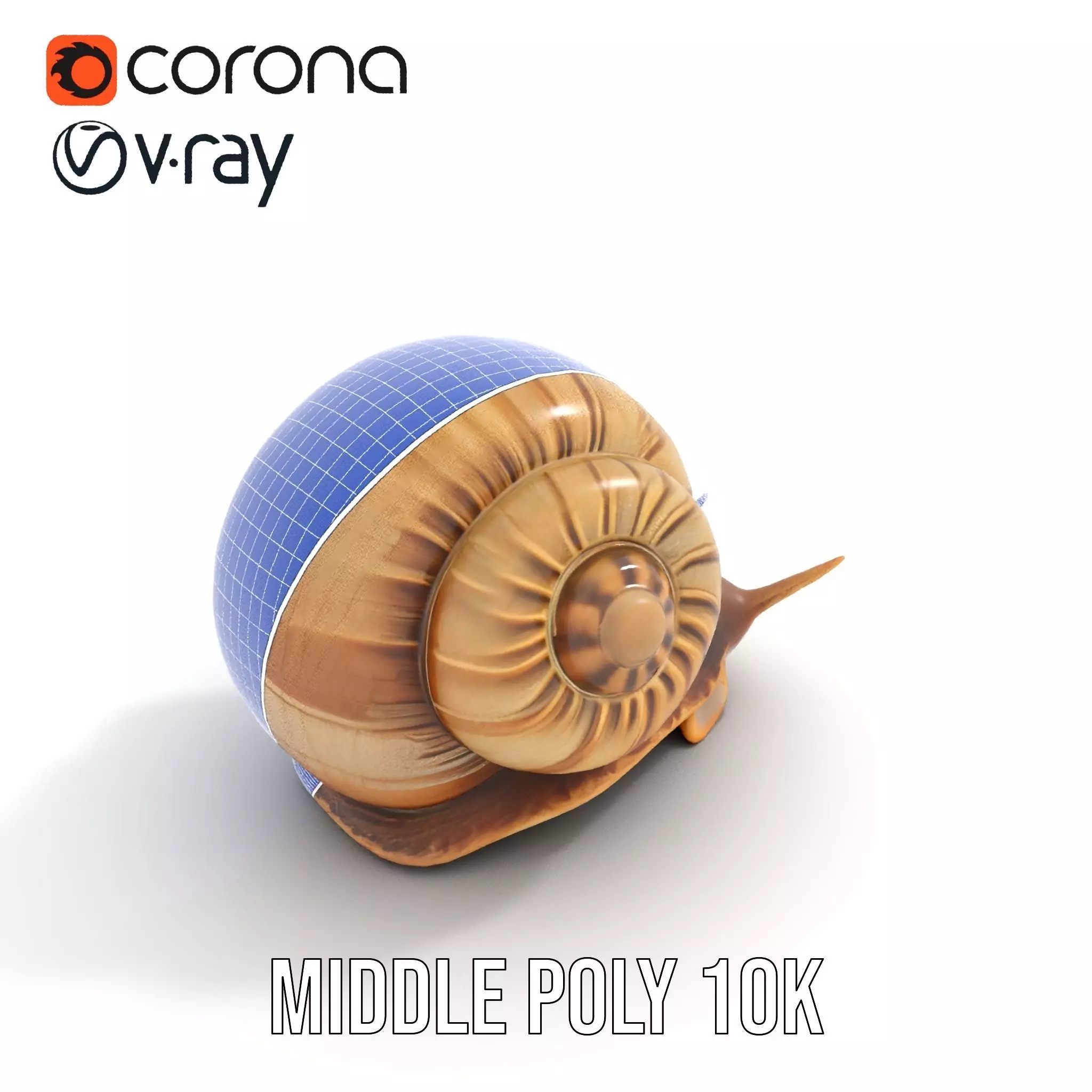 Natural Snail Shell model pack Low-poly 3D model_31