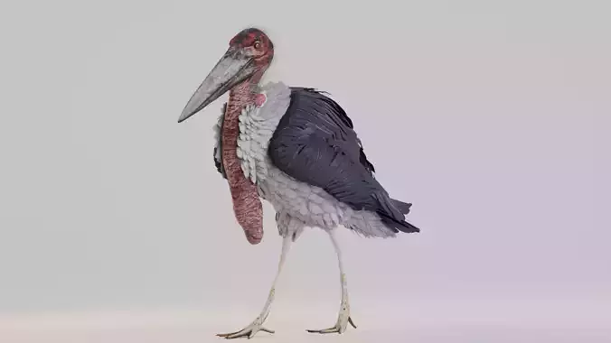 Realistic Animals Savannah - Marabou stork Low-poly 3D model