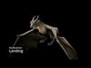 Dragon Wyvern Pack 3D Model Collection_2